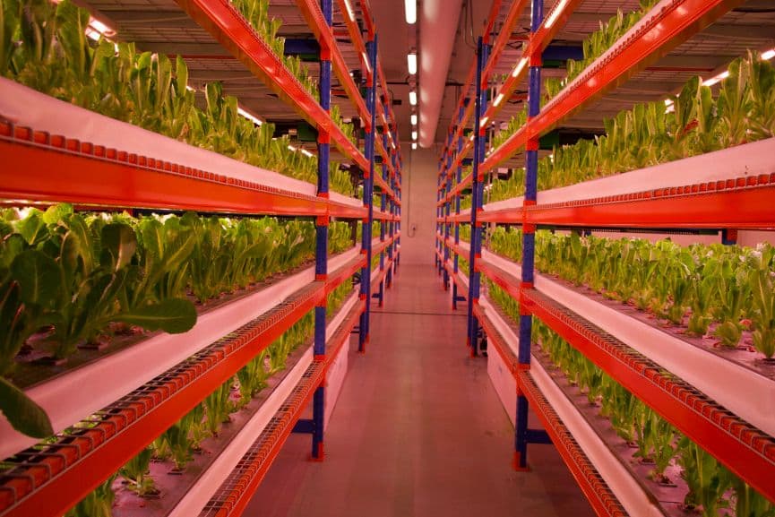 World’s Largest Vertical Farm Opens in Dubai